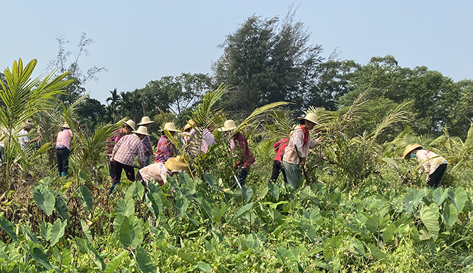 農業農村部組織集中滅除重大危害外來入侵物種